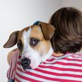 犬は人間のウソを見…