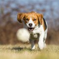 犬が喜ぶ飼い主との…