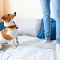 【要注意】犬がケガ…