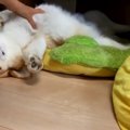 【話題】「だらぁ～…