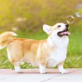 犬がしっぽをブンブ…