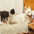 大型犬と子犬が『初…