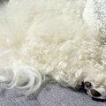 『お昼寝している犬…