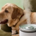 犬のための『保湿方…