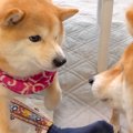 弟犬にパンチされた…