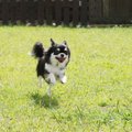 【関東】愛犬も楽し…