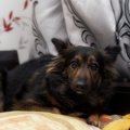 保護犬が抱える『ト…