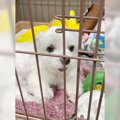 犬が『飼い主のお出…