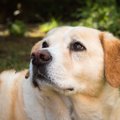 犬が持つ特殊な能力…
