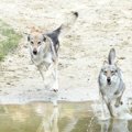 DNAが明らかにするヒ…