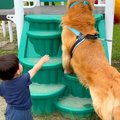 大型犬が『2歳の男の…