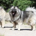 古代の人は犬の毛で…