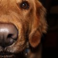 犬の遺伝性夜盲症の…