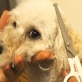 愛犬に鳥の骨を与え…