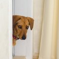 飼い主が帰宅しても…