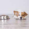 犬の食器の『間違っ…