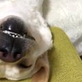 可愛さ注意♡「バン！…