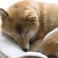 犬が『腹痛を訴えて…
