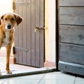 犬が人に心を開かな…