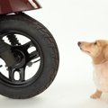 犬が交通事故に遭っ…