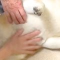 動物病院にやってき…