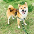 柴犬が成長するのは…