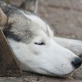 迷い犬に出会ったら…