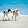 犬との水遊びに大活…