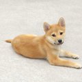 犬の心理を考えた「…