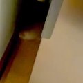 赤ちゃん犬が『叱ら…