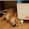 犬が孤独を好む時に…