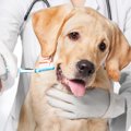 犬の歯磨きをしない…