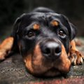 犬が飼い主に『不満…