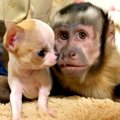 サルが『小さな子犬…