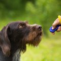 犬の飼い主が絶対に…