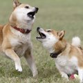 『犬同士が喧嘩』を…