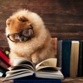 突然死もある犬アデ…