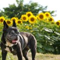 老犬ホームってどん…