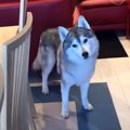 いやだ～！ハミガキ…
