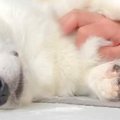 気持ちよさそうに撫…