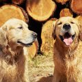 愛犬の永遠の命?韓国…