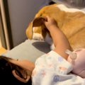 眠くなると犬の耳を…