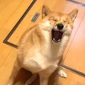 どんくさい犬に『ブ…