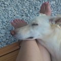 犬が『足の上に乗っ…