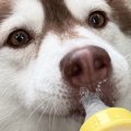 2歳の成犬ハスキー→…
