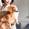 犬を『抱っこ』する…