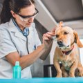 犬の耳掃除「自宅で…