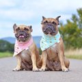 犬のオスメスで異な…