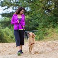 施設の保護犬、散歩…