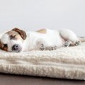 犬が『一緒に寝たい…